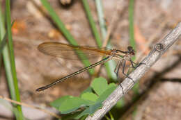 Imagem de Hetaerina vulnerata Hagen ex Selys 1853