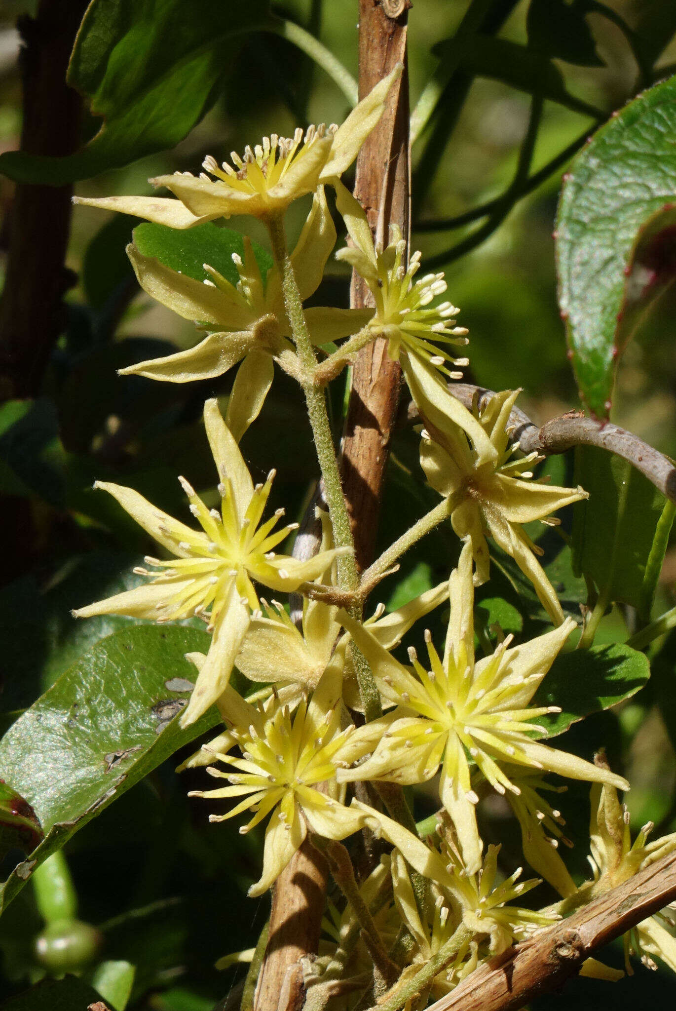 Image of Clematis foetida Raoul