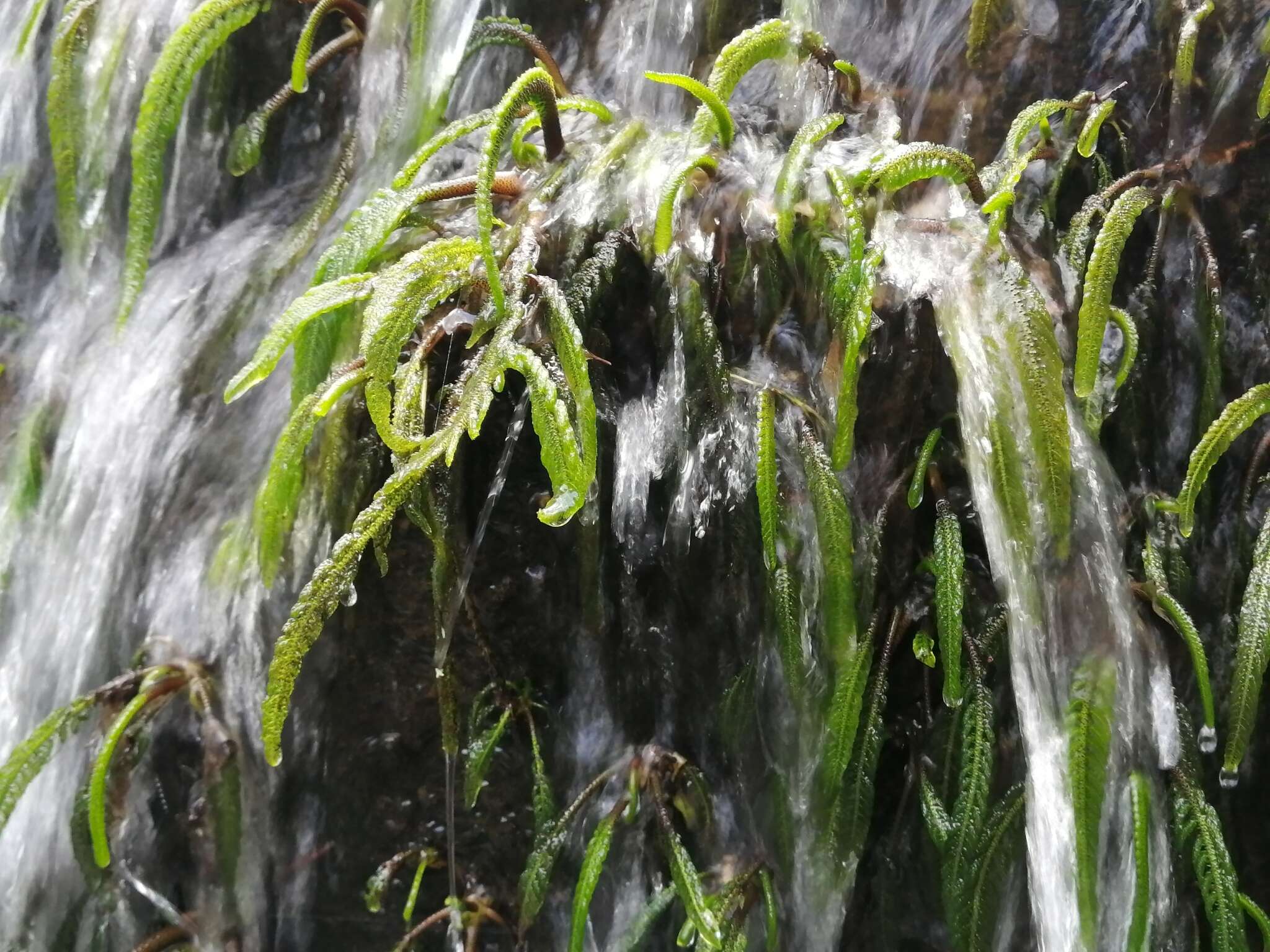 Image of Hydrostachys polymorpha Klotzsch