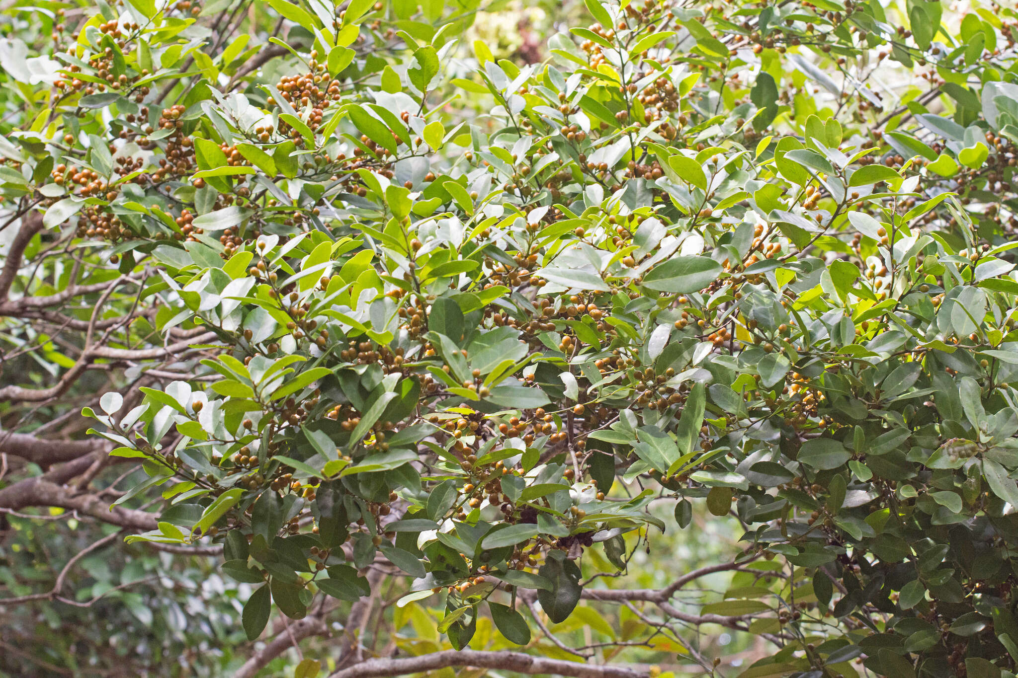 Image of Monteverdia obtusifolia (Mart.) Biral