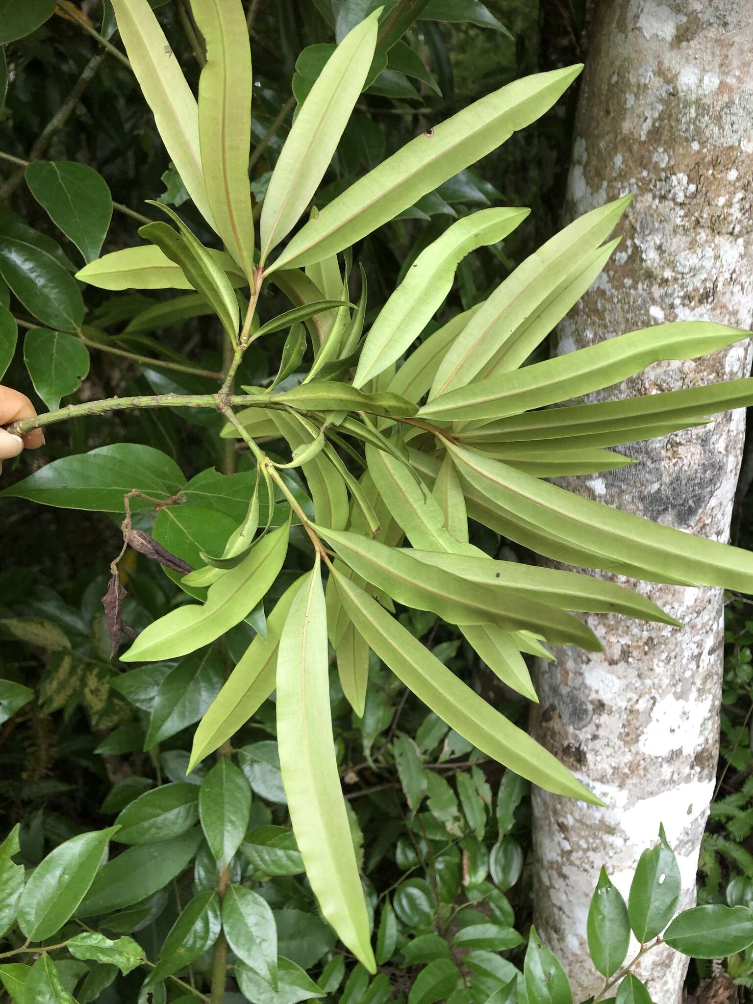 Podocarpus nakaii Hayata resmi