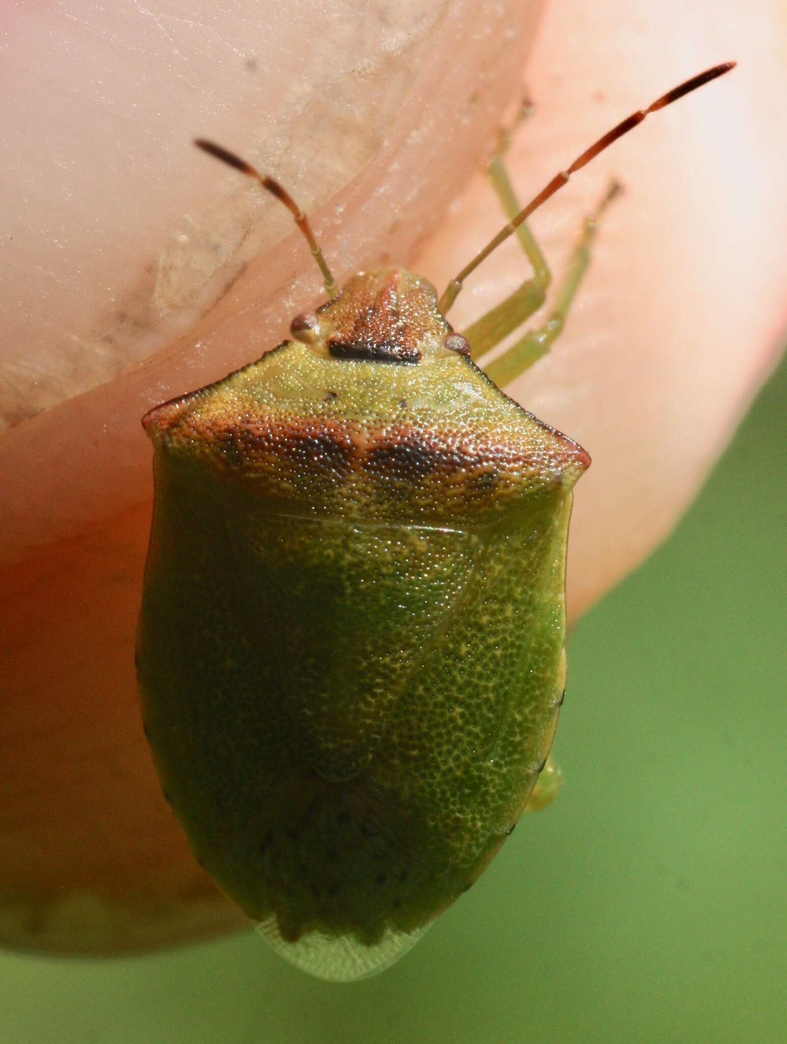 Thyanta calceata (Say 1832) resmi