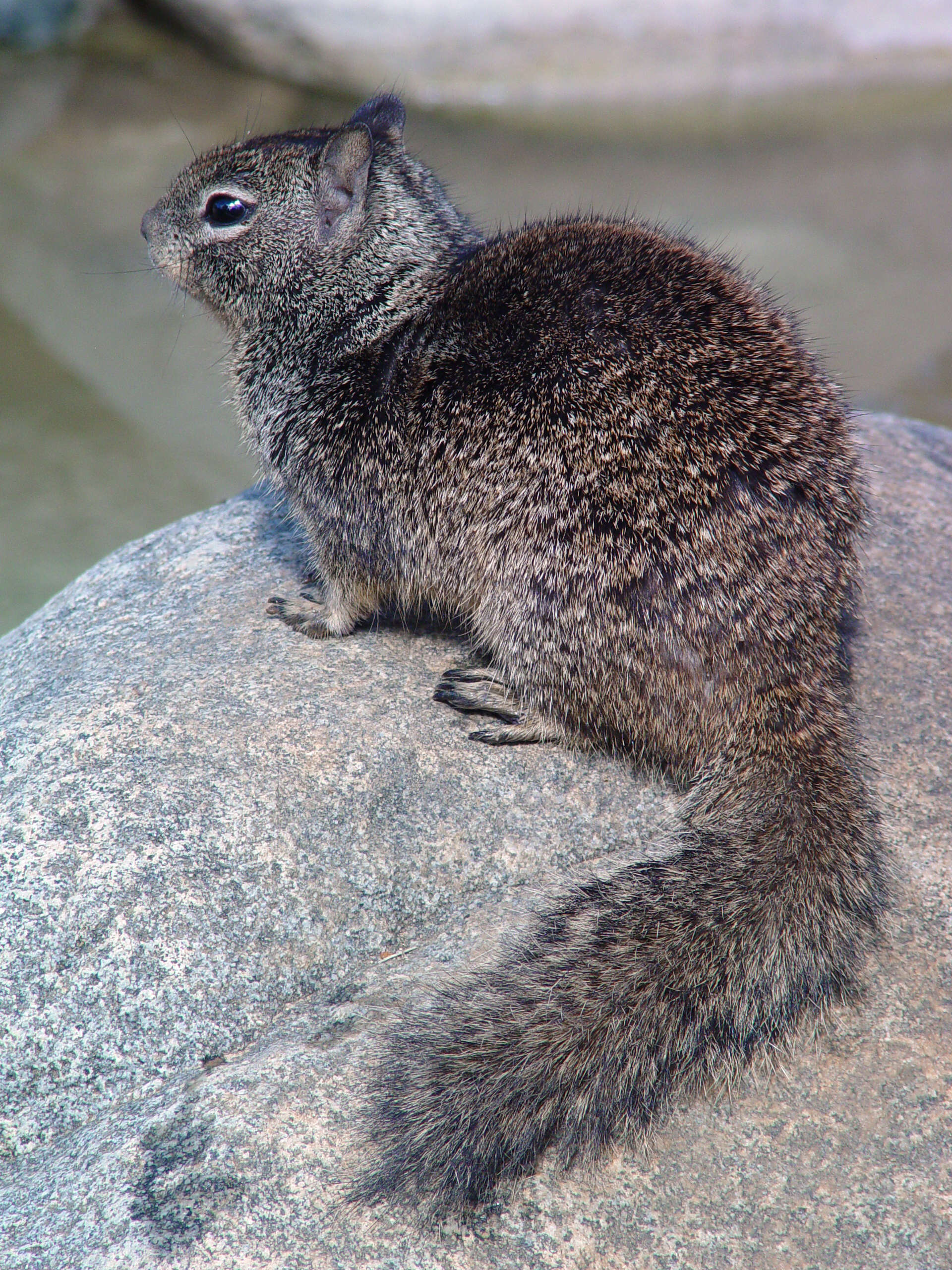 Image of Otospermophilus Brandt 1844