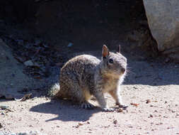 صورة Otospermophilus Brandt 1844