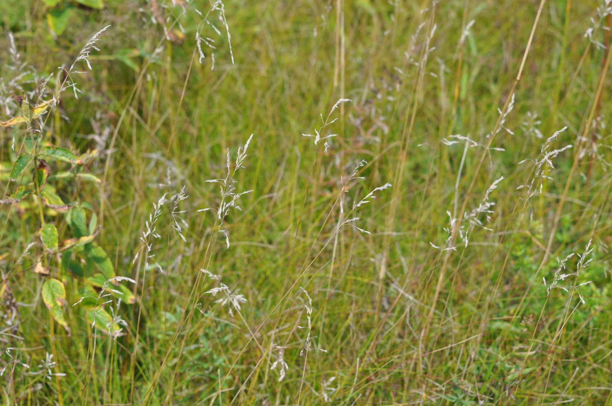 Image of narrow-leaved meadow-grass