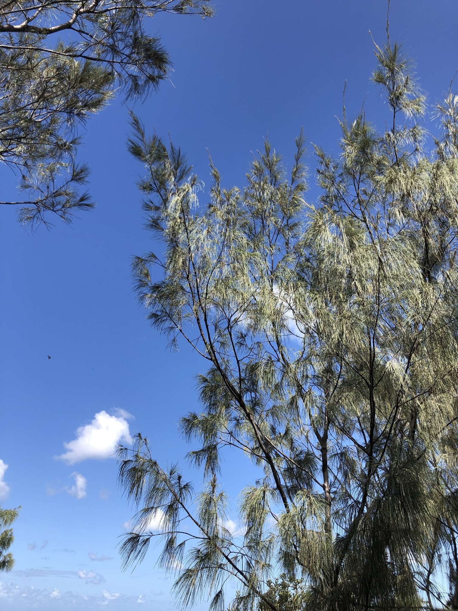 Image of Casuarina equisetifolia subsp. incana (Benth.) L. A. S. Johnson