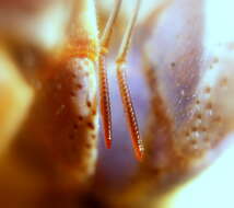 Image of Caribbean hermit crab