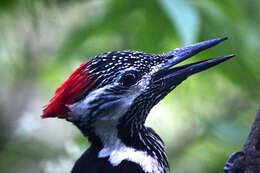 Image of Black-rumped Flameback