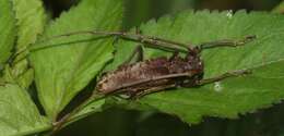 Image de Acalolepta rusticatrix (Fabricius 1801)