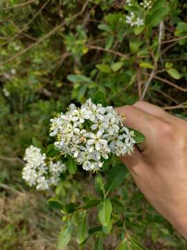 Image of Escallonia bifida Link & Otto ex Engl.