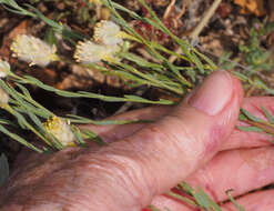 Image of Pimelea simplex F. Müll.