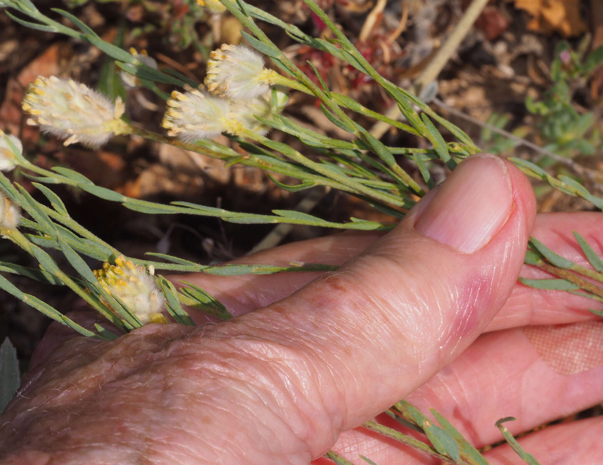 Image of Pimelea simplex F. Müll.