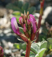 صورة Astragalus cimae var. sufflatus Barneby