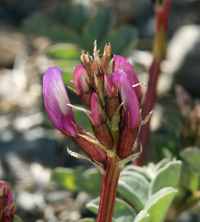 صورة Astragalus cimae var. sufflatus Barneby