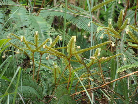 Image of Clothed Umbrella Fern