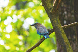 Image of Indian Roller