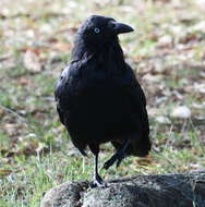 Слика од Corvus coronoides Vigors & Horsfield 1827