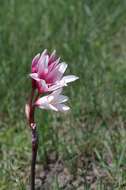 Imagem de Crinum campanulatum Herb.