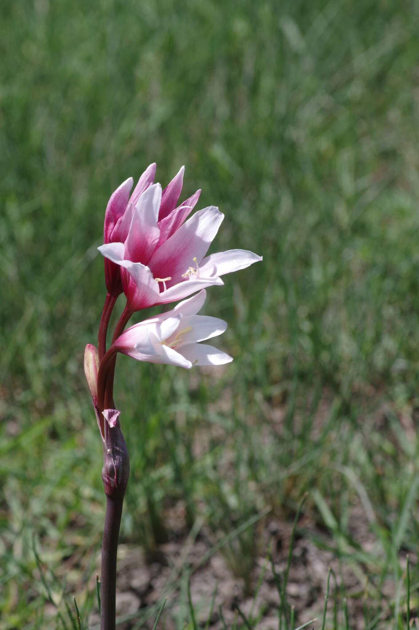 Imagem de Crinum campanulatum Herb.