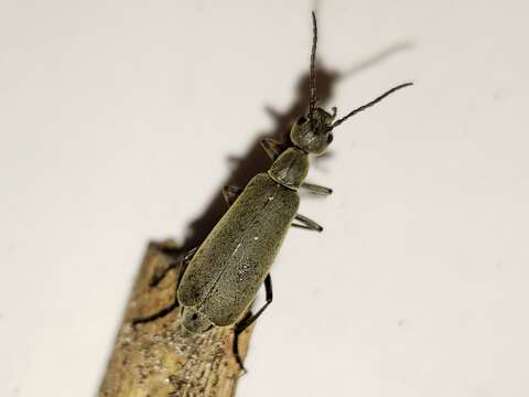 Image of Florida Blister Beetle