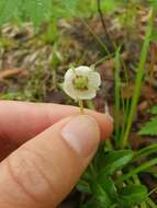 Image of Chimaphila japonica Miq.