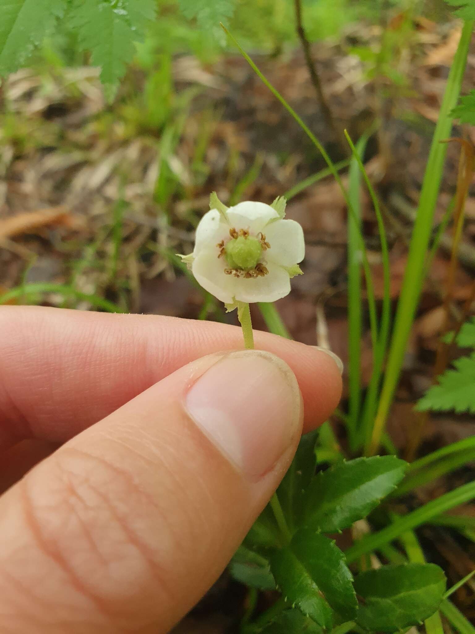 Image of Chimaphila japonica Miq.