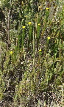 Imagem de Euryops pinnatipartitus (DC.) B. Nordenst.