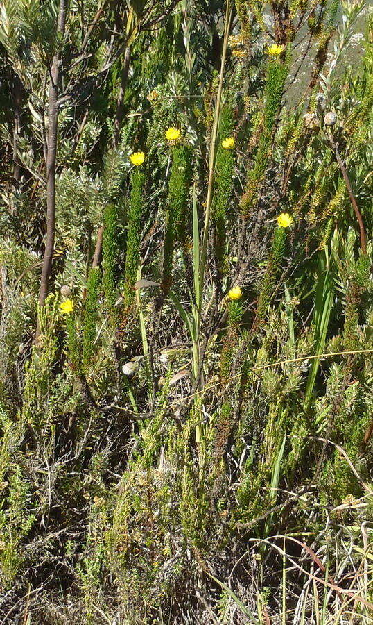 Image of Euryops pinnatipartitus (DC.) B. Nordenst.