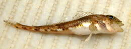 Image of Moustache sculpin