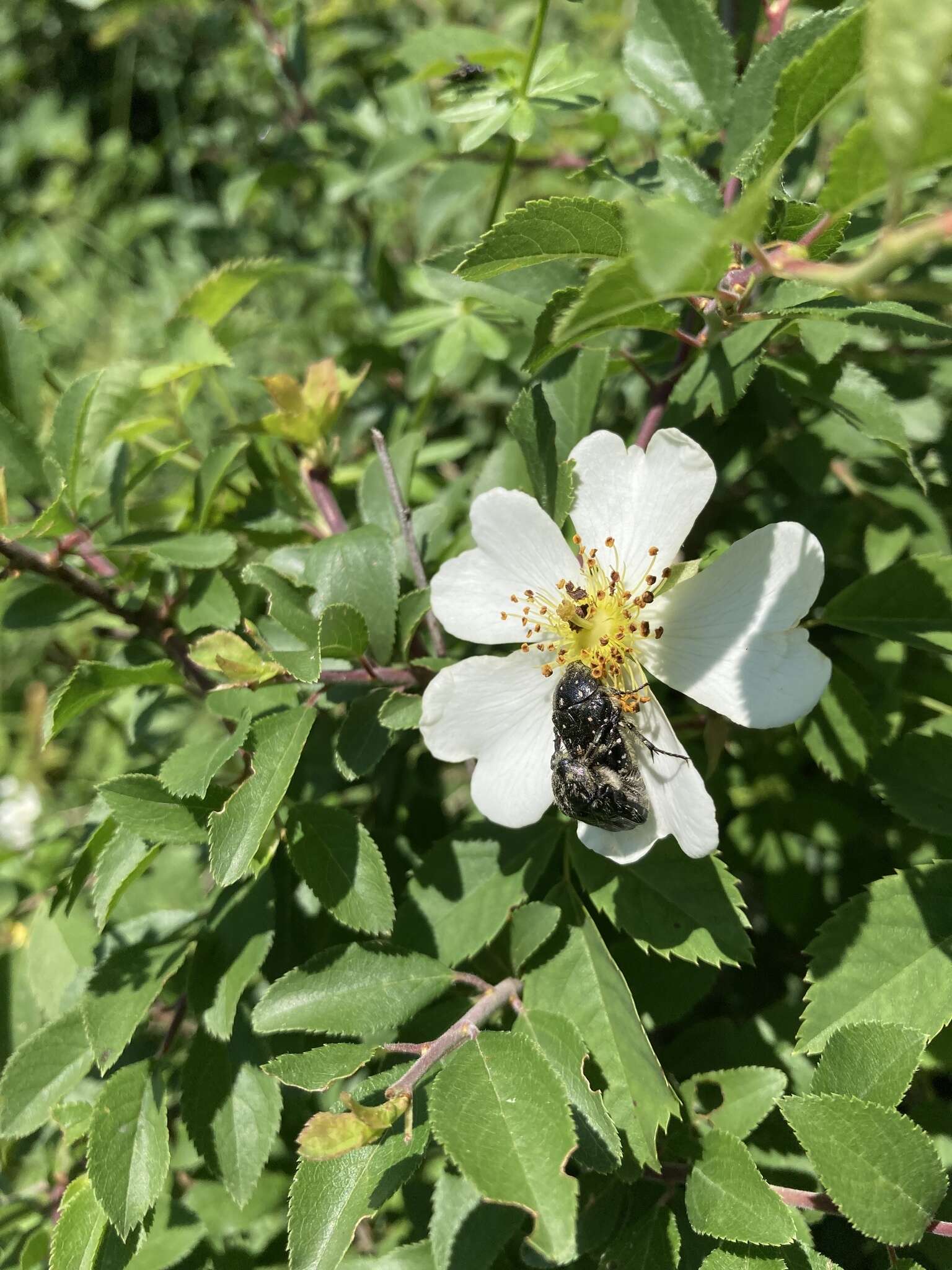 Image of Field-rose