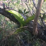 Image of spotted mule-ear orchid