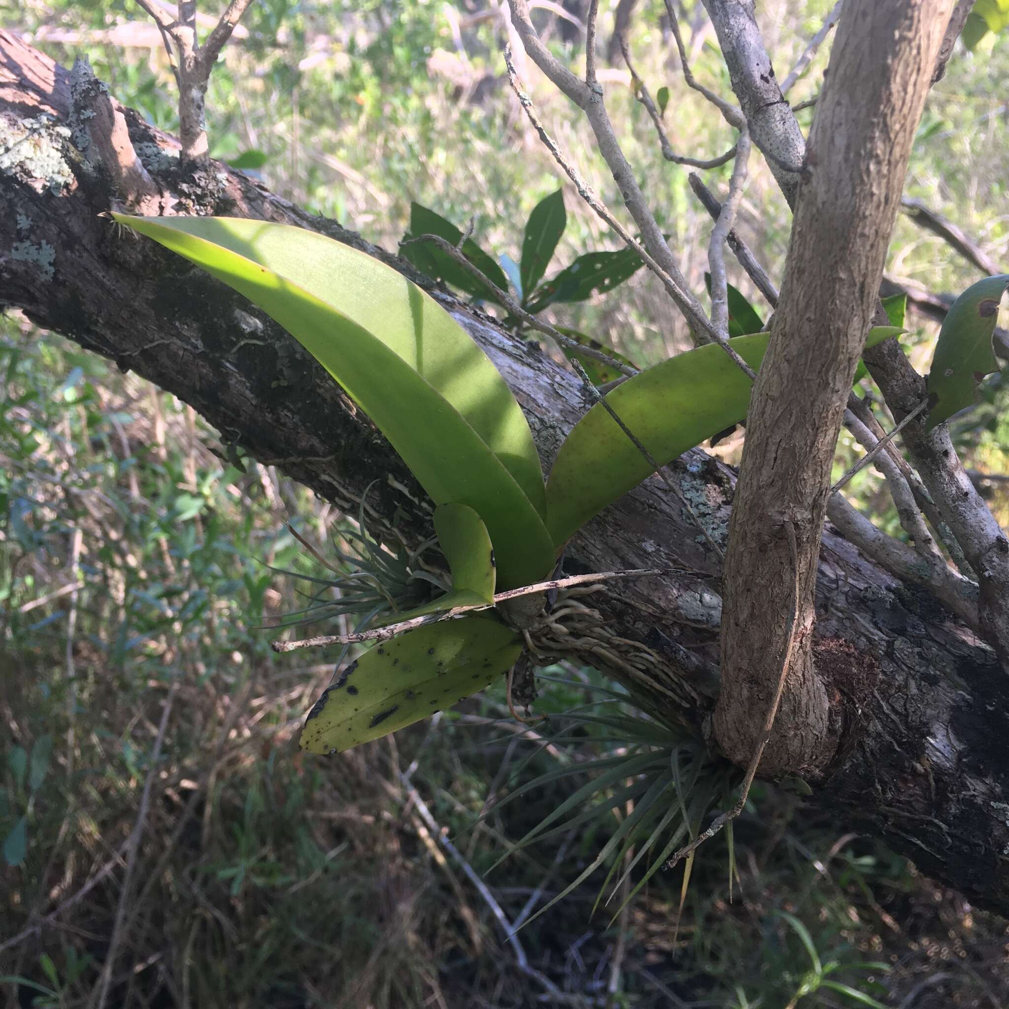 Image of spotted mule-ear orchid