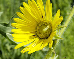 Silphium laciniatum L. resmi