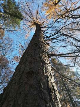 Image of Japanese Larch