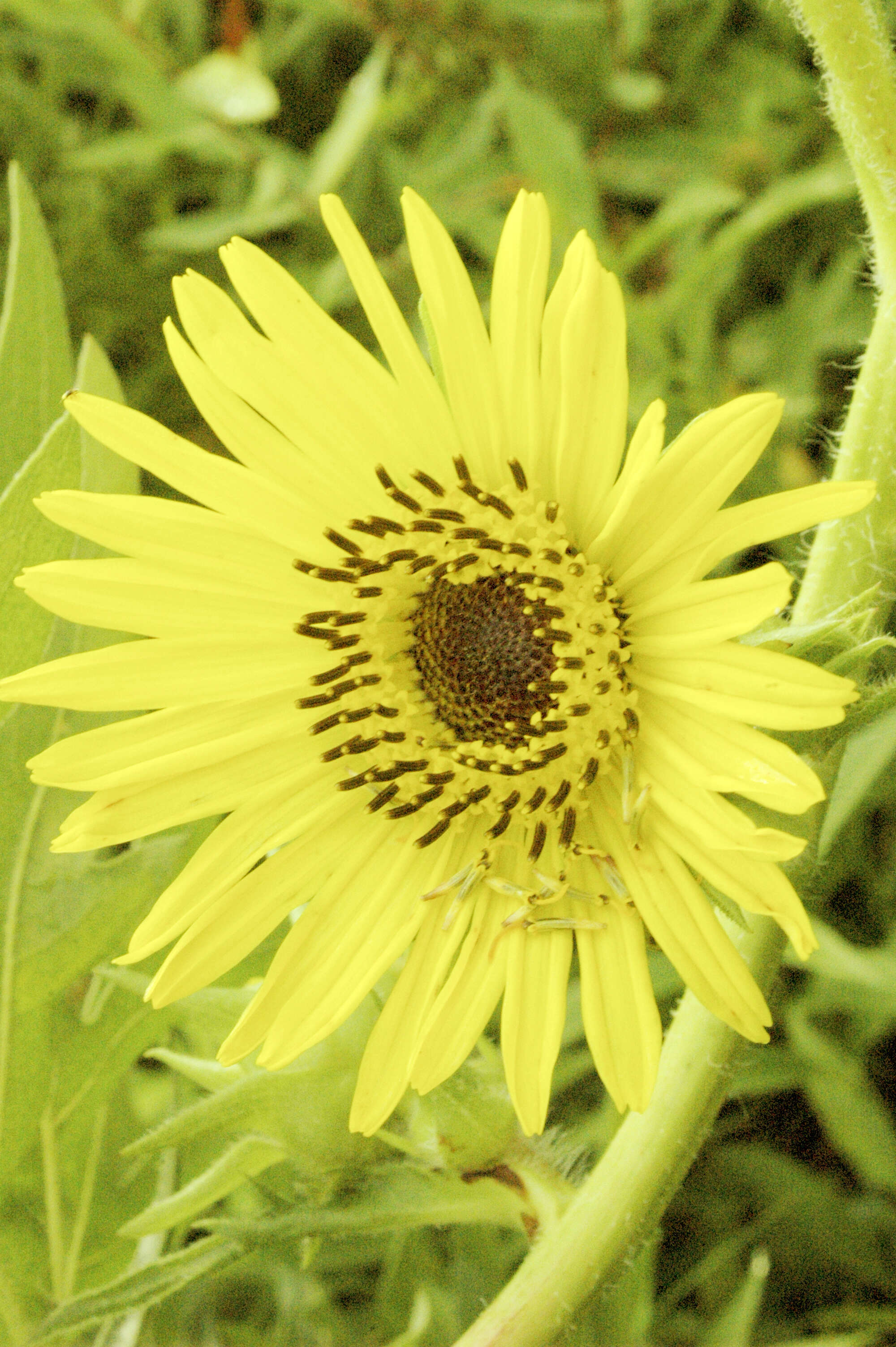 Silphium laciniatum L. resmi