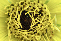 Silphium laciniatum L. resmi