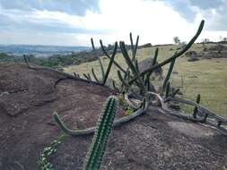 صورة Praecereus euchlorus (F. A. C. Weber ex K. Schum.) N. P. Taylor