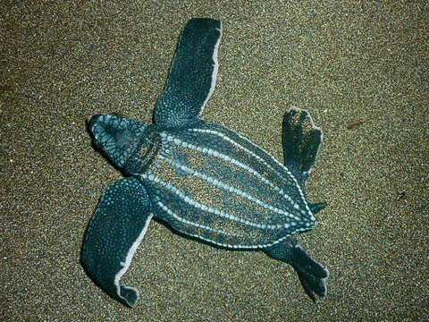 Image of Leatherback sea turtle