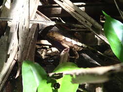 Image of Anolis tropidonotus Peters 1863