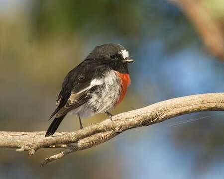 Image of Scarlet Robin