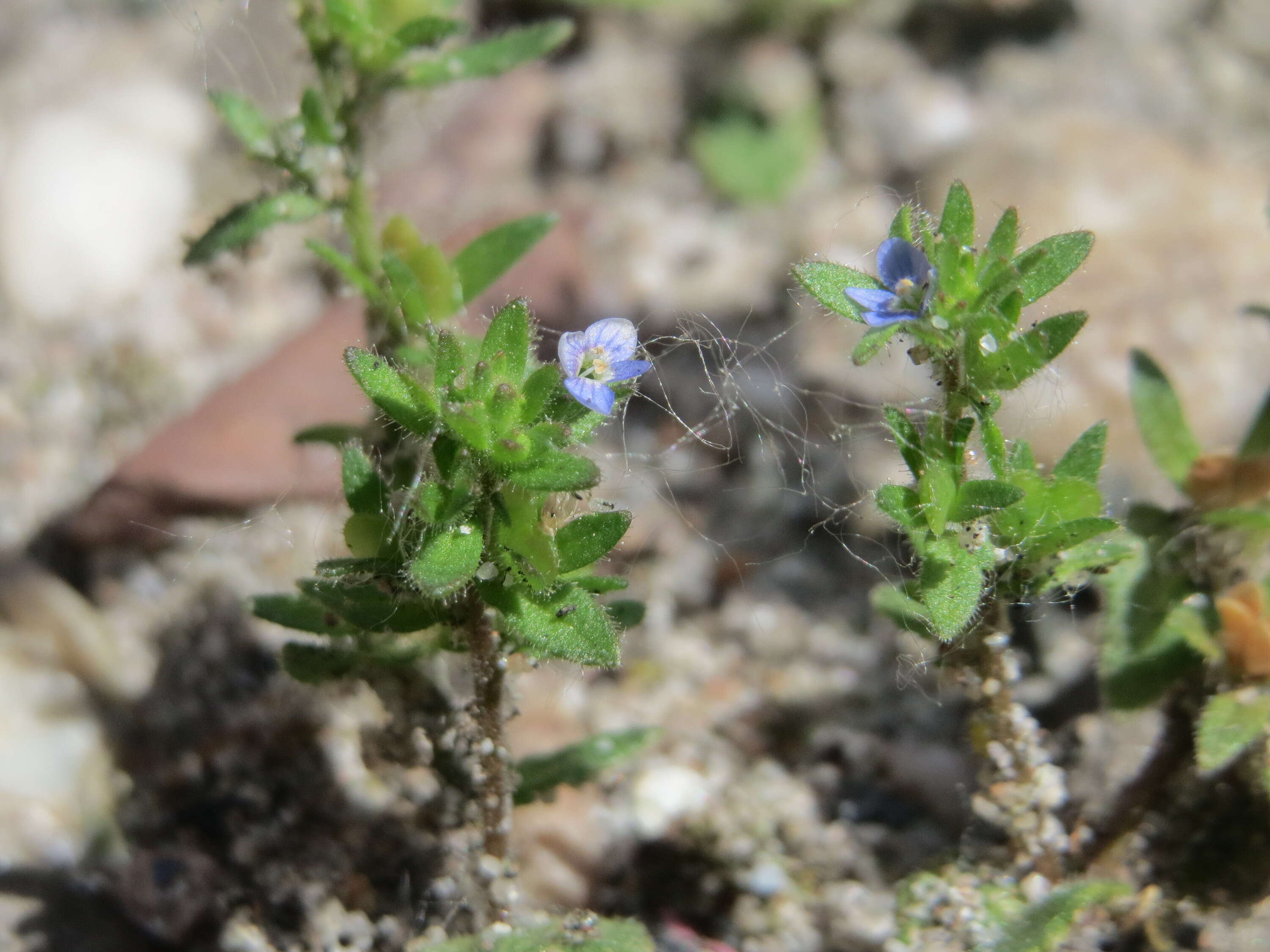 Image of common speedwell