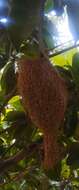 Image of Baya Weaver