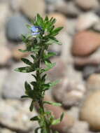 Image of common speedwell