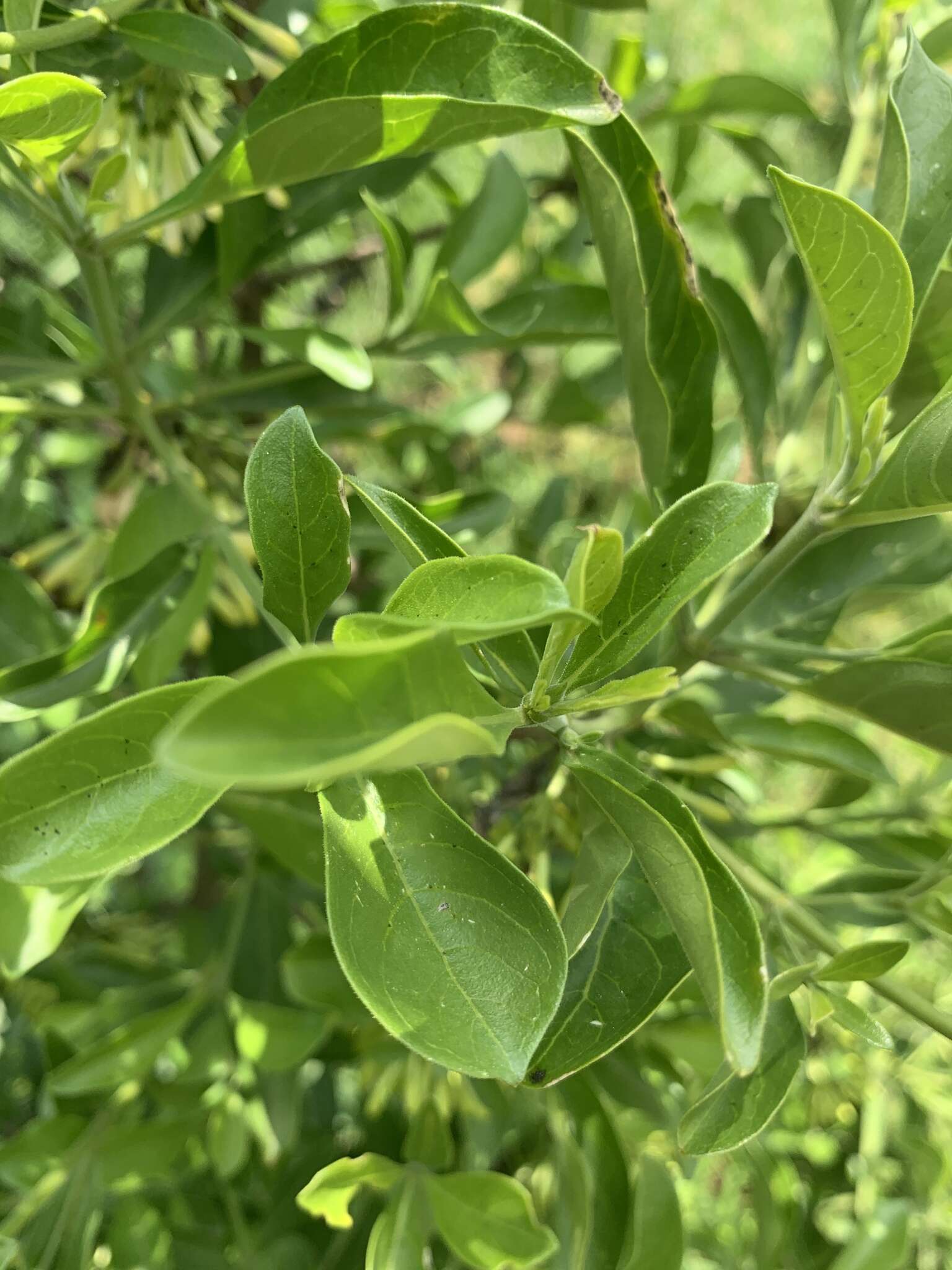 Image of Pavetta gardeniifolia var. subtomentosa K. Schum.