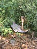 Image of Indian cobra