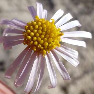 Image of Felicia hyssopifolia subsp. hyssopifolia