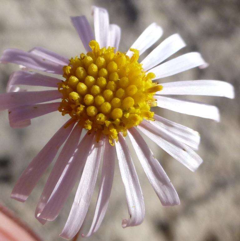 Felicia hyssopifolia subsp. hyssopifolia resmi