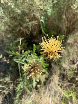 Centaurea basilei Sennen resmi