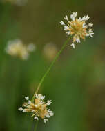 Image of Green-Head Rush