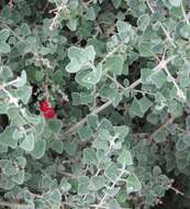 Image of Chenopodium curvispicatum P. G. Wilson